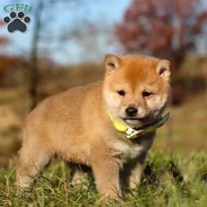 Ollie, Shiba Inu Puppy